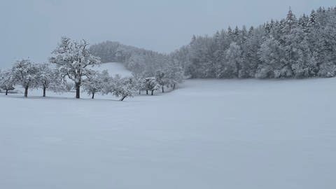 Auf Wiesen und auf Bäumen liegt Schee. (Foto: SWR)