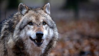 Porträtaufnahme eines Wolfs