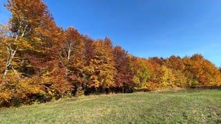 Bäume mit bunten Blättern