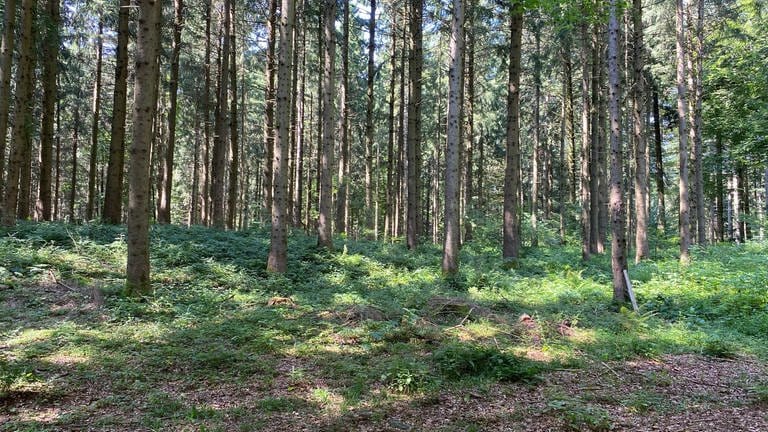 Wald bei Waldburg in Oberschwaben