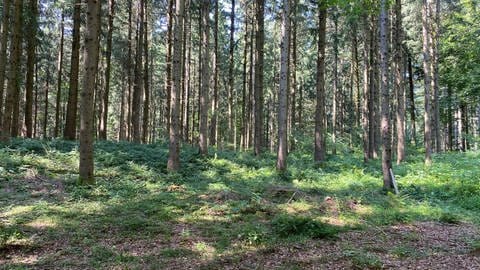 Wald bei Waldburg in Oberschwaben