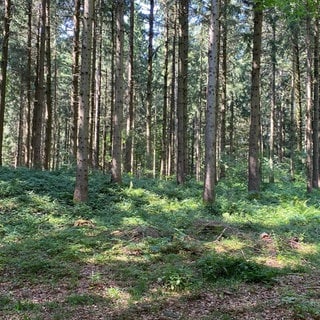 Wald bei Waldburg in Oberschwaben