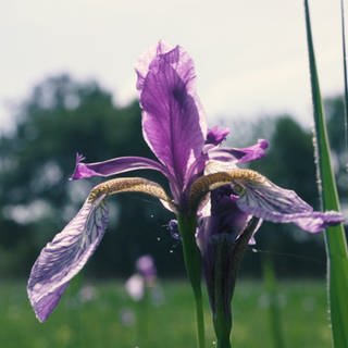 Irisblüte im Eriskircher Ried
