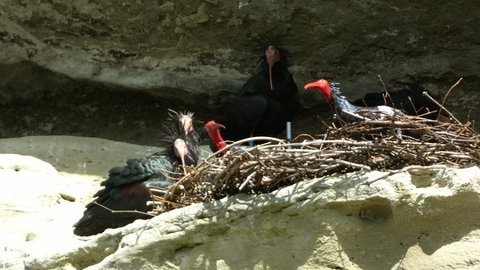 Drei Waldrappe sitzen in einer Felsnische um ein Nest in dem zwei Waldrapp-Attrappen aus Plastik sitzen.