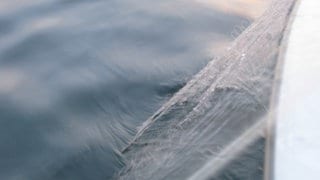 Berufsfischer am Bodensee haben oft leere Netze und keine Felchen