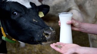 Eine Hand hält eine Karaffe Milch, auf einer zweiten Hand liegen einige Münzen, daneben blickt eine Kuh in die Kamera