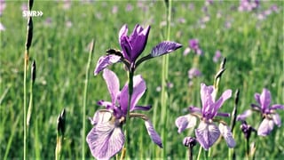 Sagenhafter Ort: Eriskircher Ried zur Irisblüte