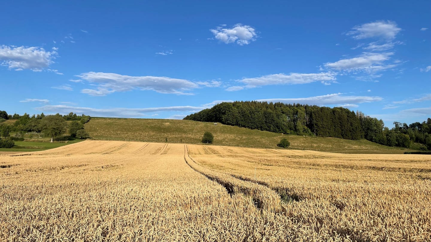 Versuchsfelder Weizen und Mais in Pfullendorf
