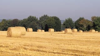 Getreide-Ernte im Landkreis Biberach