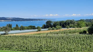 Blick über Konstanzer Obstplantagen auf den Bodensee.