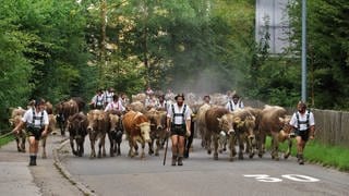 Der Viehscheid in Immenstadt im Allgäu 2021