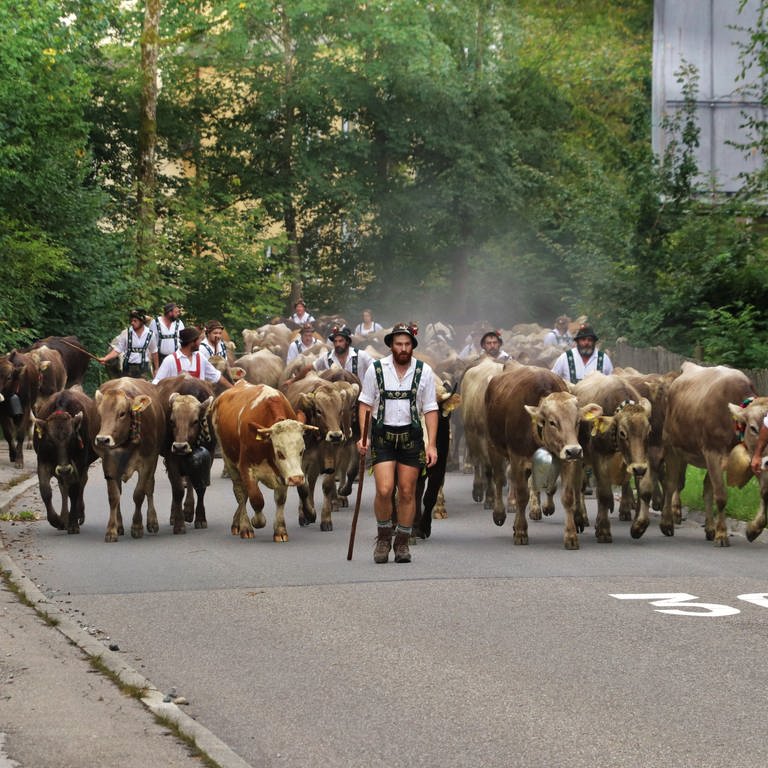 Der Viehscheid in Immenstadt im Allgäu 2021