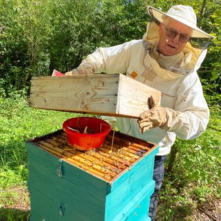 Bienen und Honigernte in Pfullendorf