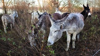 Landschaftspflege: Esel am Südsee in Laupheim