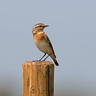 Braunkehlchen