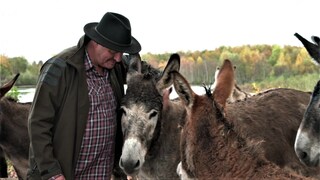 Esel als Landschaftspfleger in Laupheim