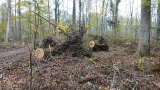 Große Bäume liegen zersägt im Schenkenwald. Sie wurden bei einem schweren Sturm umgeworfen