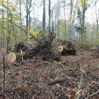 Große Bäume liegen zersägt im Schenkenwald. Sie wurden bei einem schweren Sturm umgeworfen