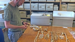Richtstätte Allensbach: Der Anthropologe Michael Francken untersucht Skelettreste von Hingerichteten im Labor.  