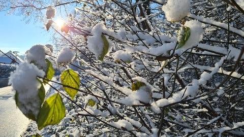 Schnee am Bodensee in Eriskirch Dezember 2022