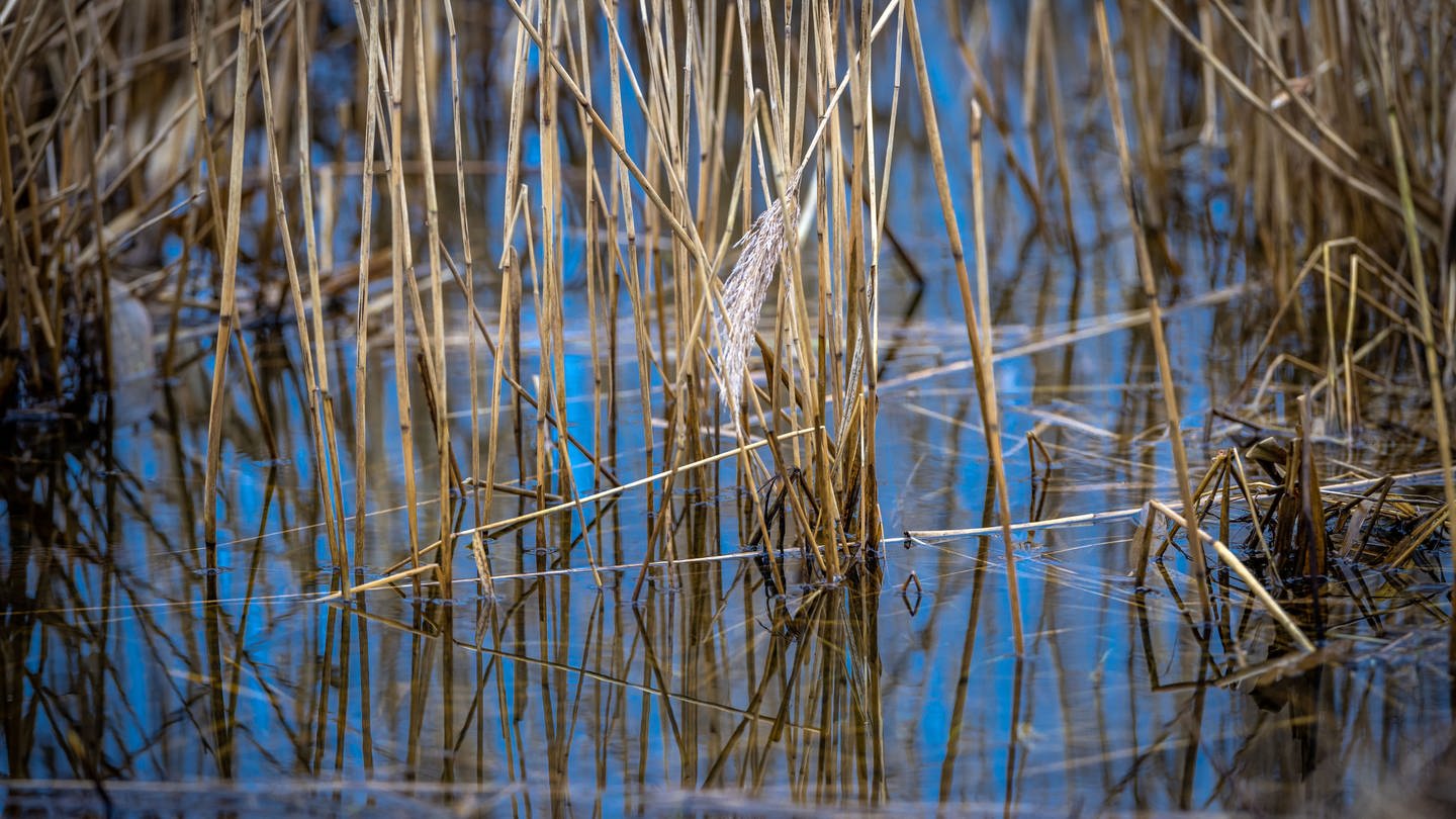 Schilf bei einem Moor