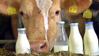 Eine Kuh steht hinter gefüllten Milchflaschen. 