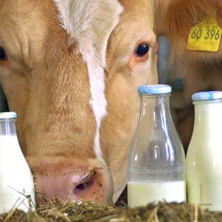 Eine Kuh steht hinter gefüllten Milchflaschen. 