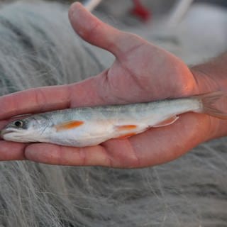Tiefseesaibling zurück im Bodensee, Fischereiforschungsstelle Langenargen