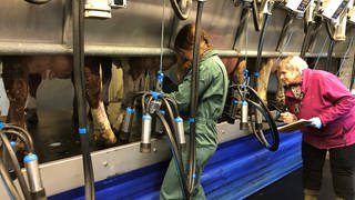 Kühe melken unter Jury-Beaufsichtigung beim Landesmelkwettbewerb
