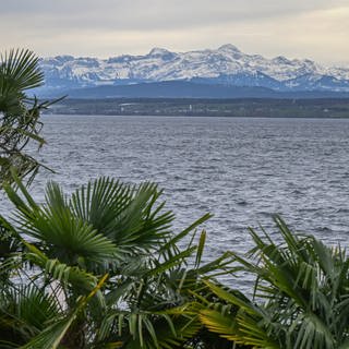 Palmen bei Meersburg, im Hintergrund der See und die schneebedeckten Berge.