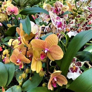 Orchideen im Palmenhaus