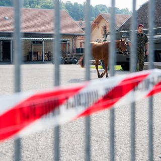 Hinter einem Absperrband wird am 17.08.2017 ein Pferd vom Hof eines mutmaßlichen Tierquälers aus Hefenhofen im Kanton Thurgau in der Schweiz geführt