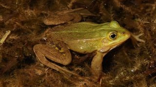 Der Kleine Wasserfrosch sitzt in einem Tümpel