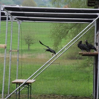 Ein Waldrapp fliegt mit ausgestreckten Flügeln in einer Voliere von einem Brett auf eine Wiese.