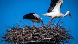 Zwei Störche in ihrem Nest. 