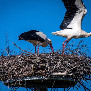 Zwei Störche in ihrem Nest. 