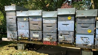 Bienen fliegen vor einer Reihe von Bienenkästen