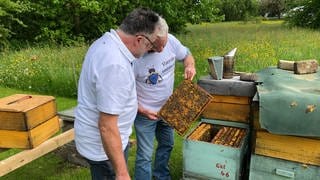 Josef Birk und Gerhard Kottek schauen aus Bienenwabe, die aus einem Bienenstock gezogen wurde