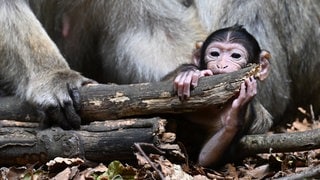 Die ersten Affenbabys am Affenberg Salem sind geboren worden