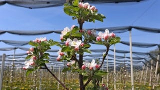 Apfelblüten in einer Obstplantage am Bodensee