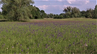 Irisblüte im Naturschutzgebiet Eriskircher Ried