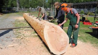 Bau eines Einbaumes im Federseemuseum bad Buchau
