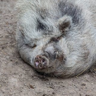 Ein Hängebauchschwein.