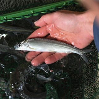 Junger Felchen in der Fischereiforschungsstelle in Langenargen