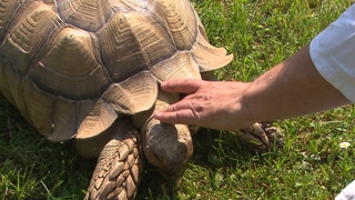 Schildkroete Clotherich aus Konstanz