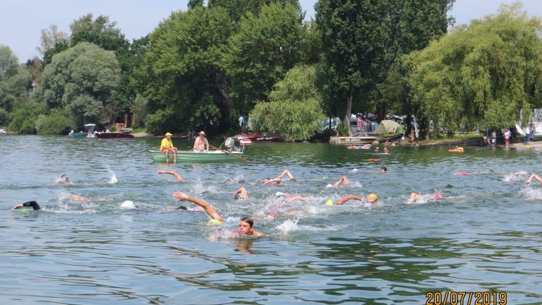 Das Gnadensee-Schwimmen 2019 vor Allensbach.