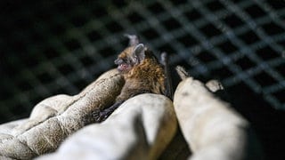 Eine Fledermaus im Altdorfer Wald wird mit einem Peilsender versehen. In dem Gebiet ist ein Windpark geplant.