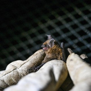 Eine Fledermaus im Altdorfer Wald wird mit einem Peilsender versehen. In dem Gebiet ist ein Windpark geplant.