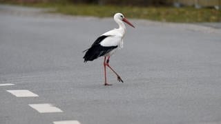 Ein Storch geht über eine Straße. In Leutkirch im Allgäu verbrachte ein verwirrter Storch die Nacht auf dem Polizeirevier.