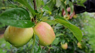 Äpfel hängen im Regen an einem Apfelbaum. 